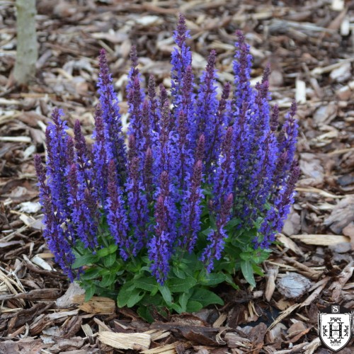 Salvia 'Blue Bouquetta' - Salvei 'Blue Bouquetta' P11/0,75L